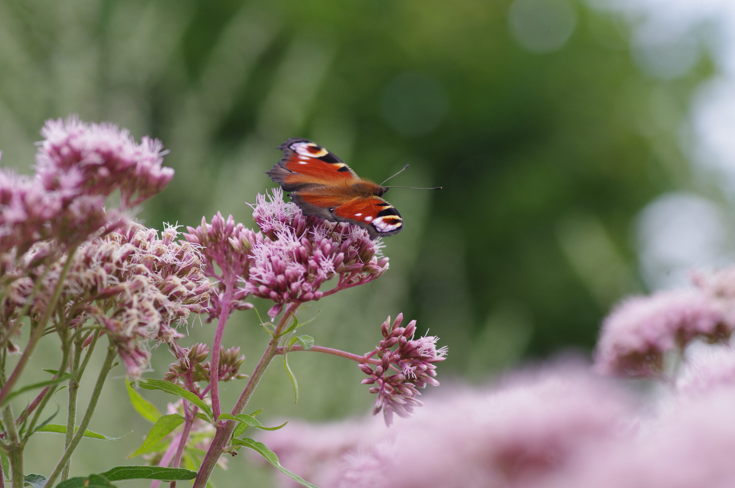 Schmetterlingsfreundlicher Garten