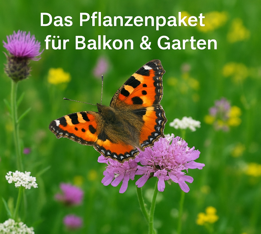 Schmetterlingsinsel Paket