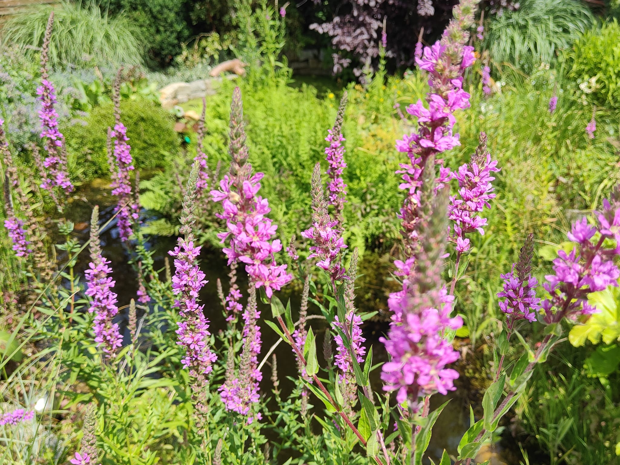 Blutweiderich (Lythrum salicaria) an einem naturnahen Gewässerrand