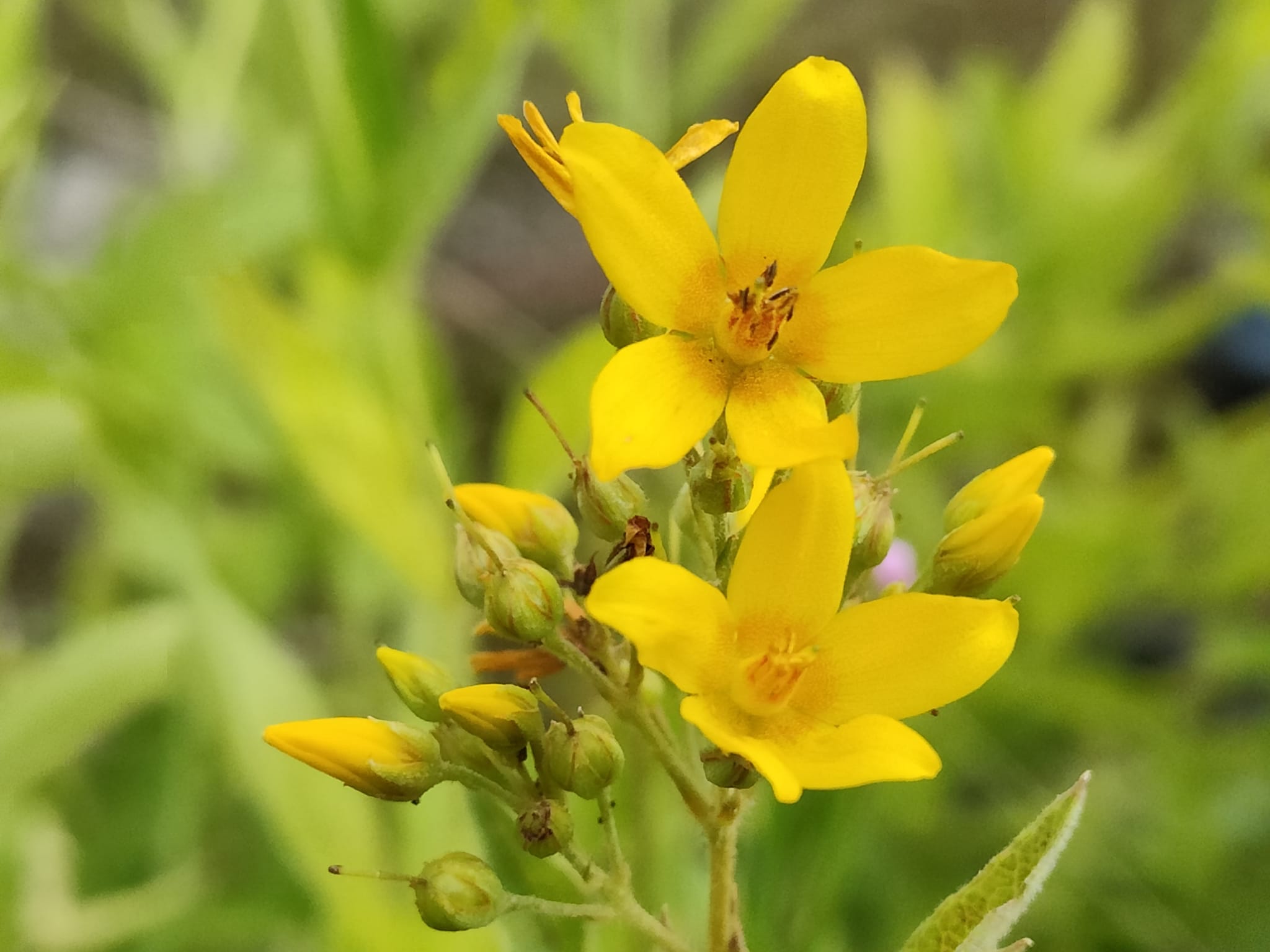 Gilbweiderich (Lysimachia vulgaris) mit Wildbienen und Schwebfliegen